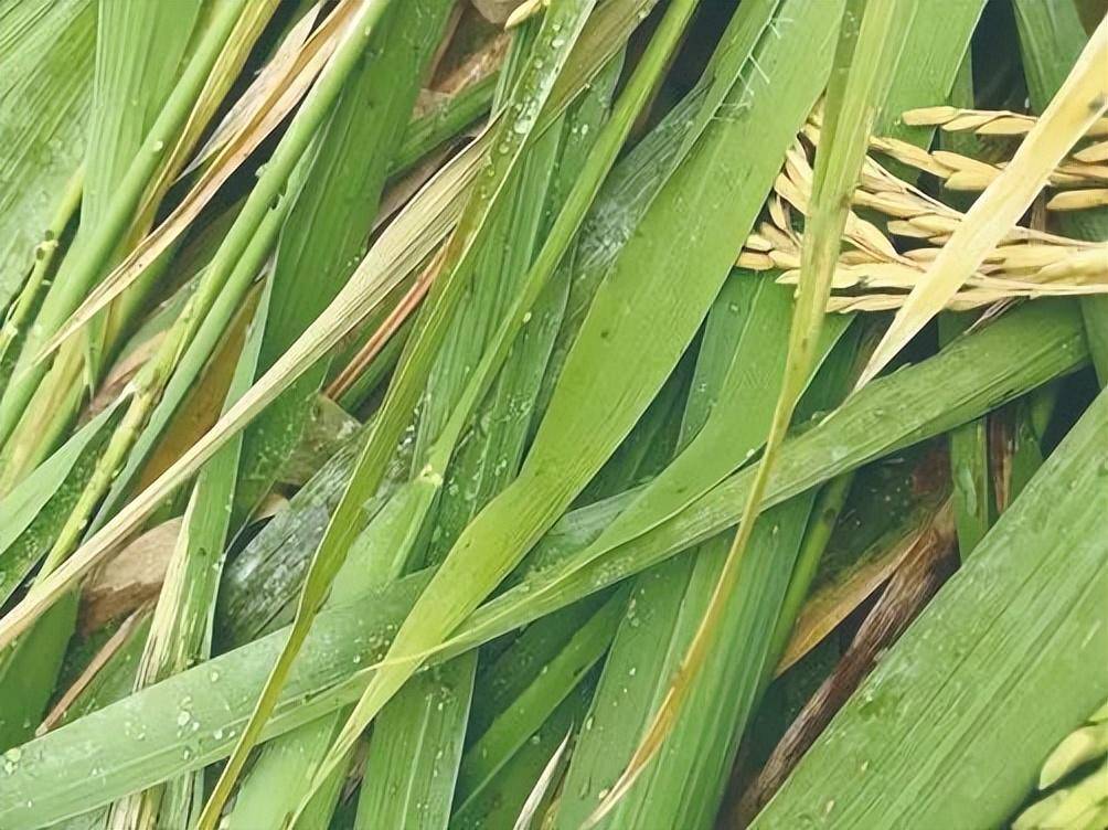 稻飞虱一下子出了好多