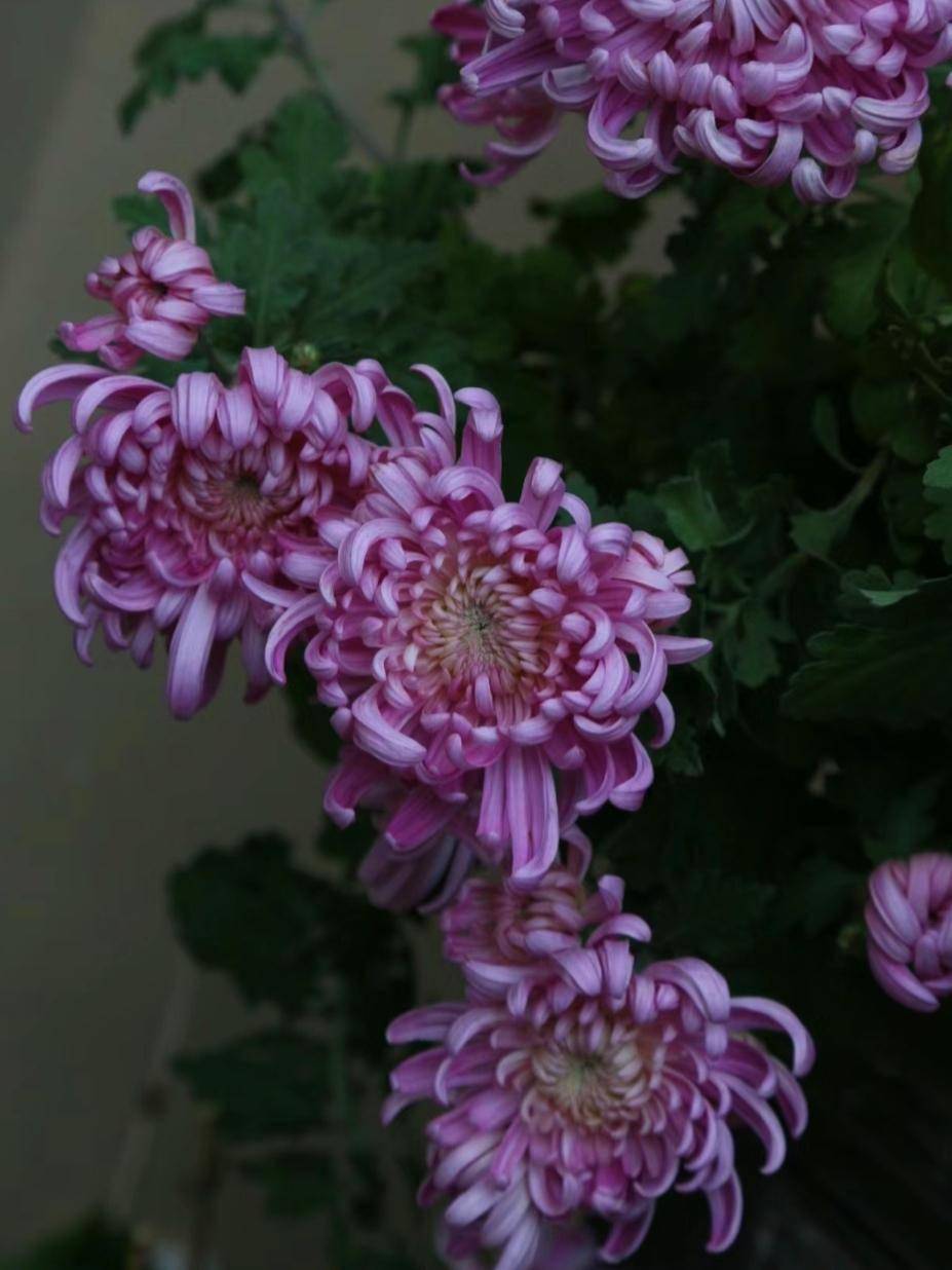 陶胎染付 菊花 小碗 日本製】美濃燒陶碗/菊花線盤/菊形花碗/深盤/豆花碗| 蝦皮購物