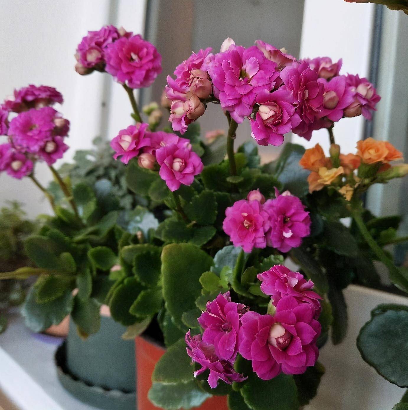 大岩桐花图片大全