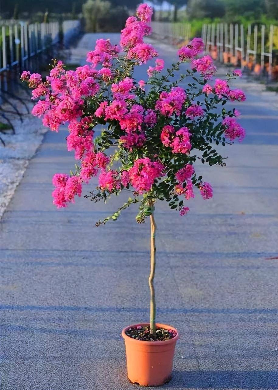 院子露台养一棵它,耐热耐晒,夏季开花红艳艳,一个夏天开不停
