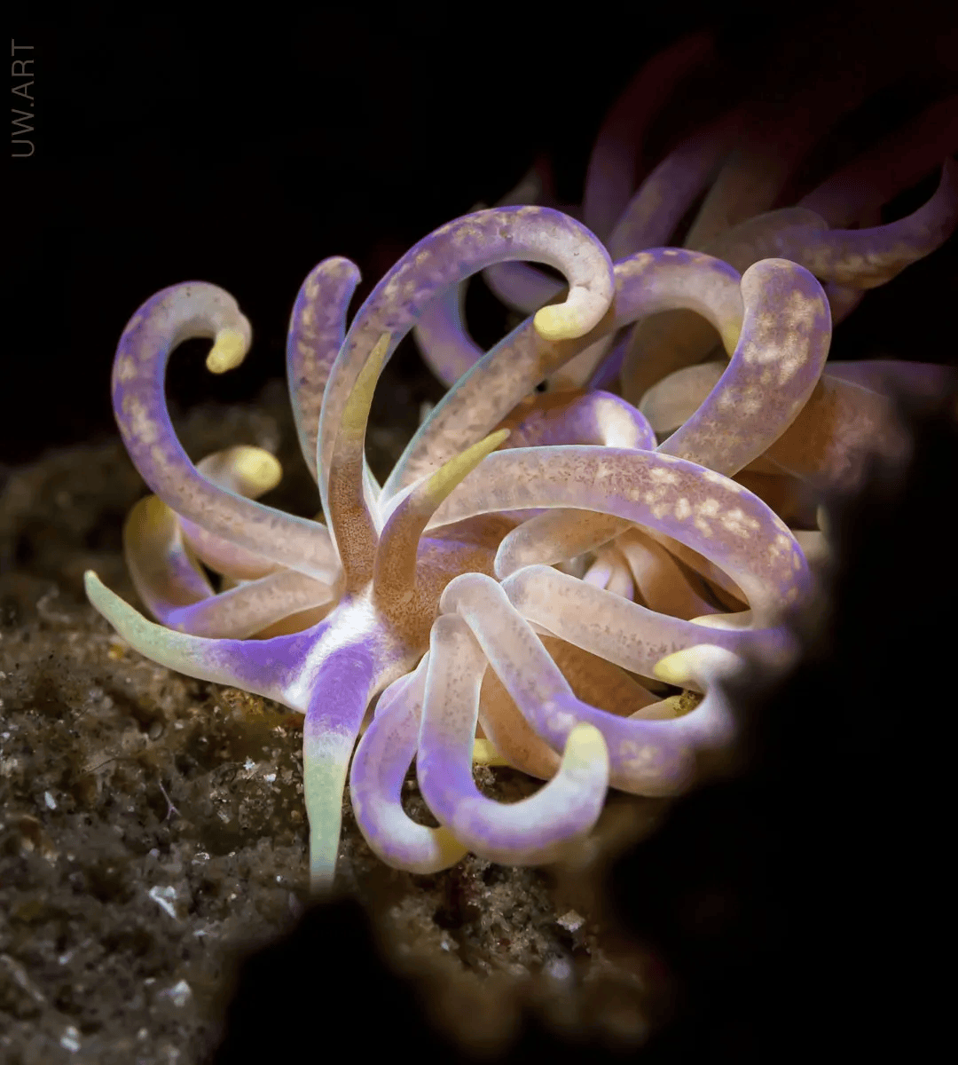 震撼的海洋生物摄影!