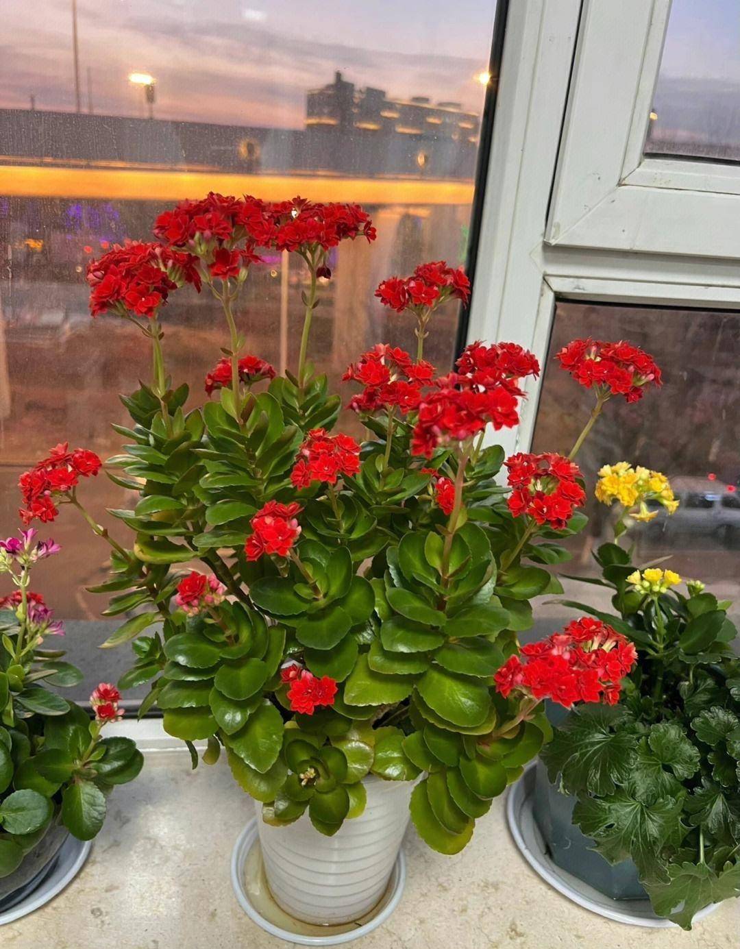 不仅开花美还四季茂盛,带来健康财运,养一盆赚了_客厅_寓意_常青藤