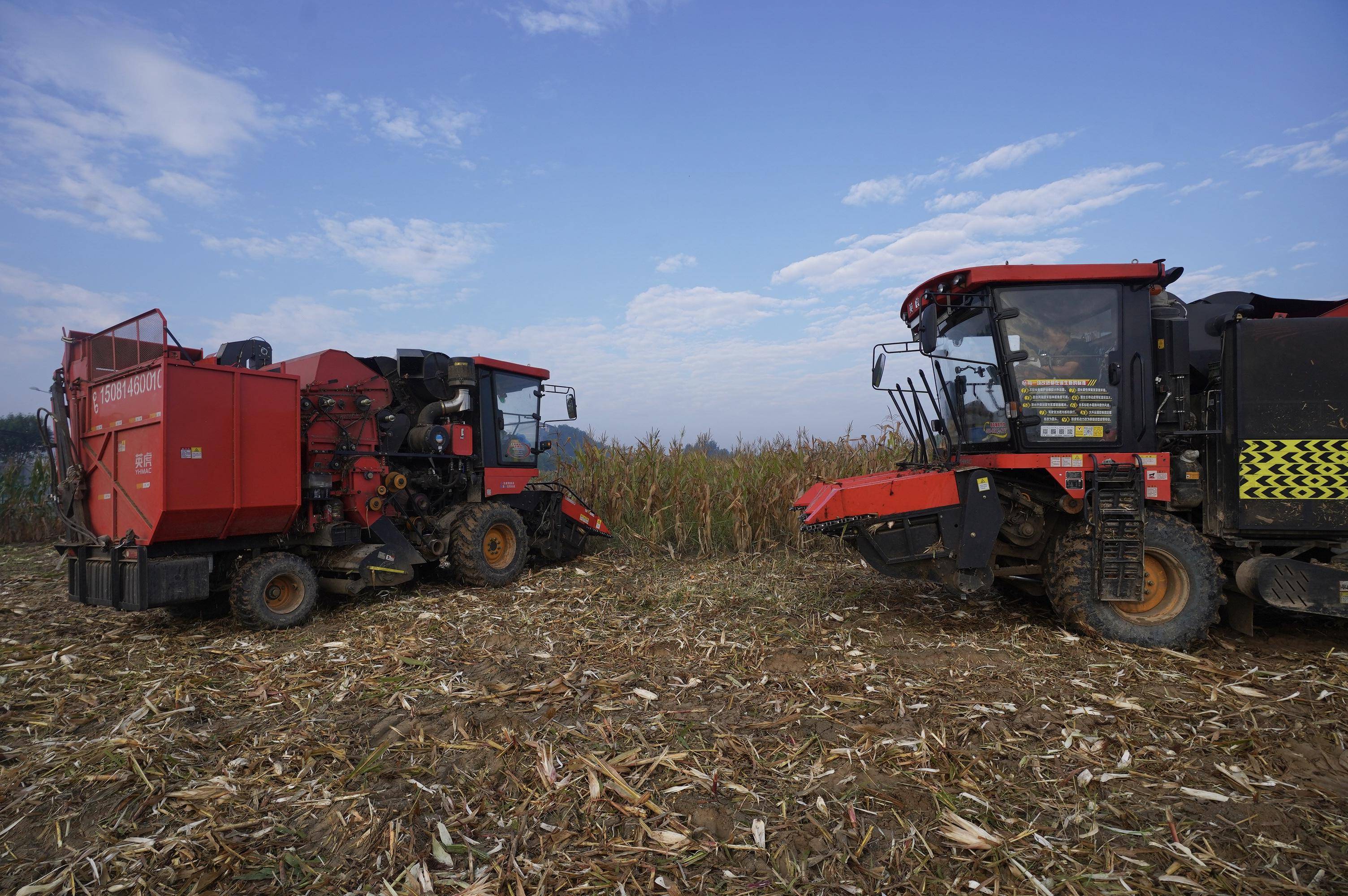 朝阳秋收启动,黑庄户乡玉米开始收割