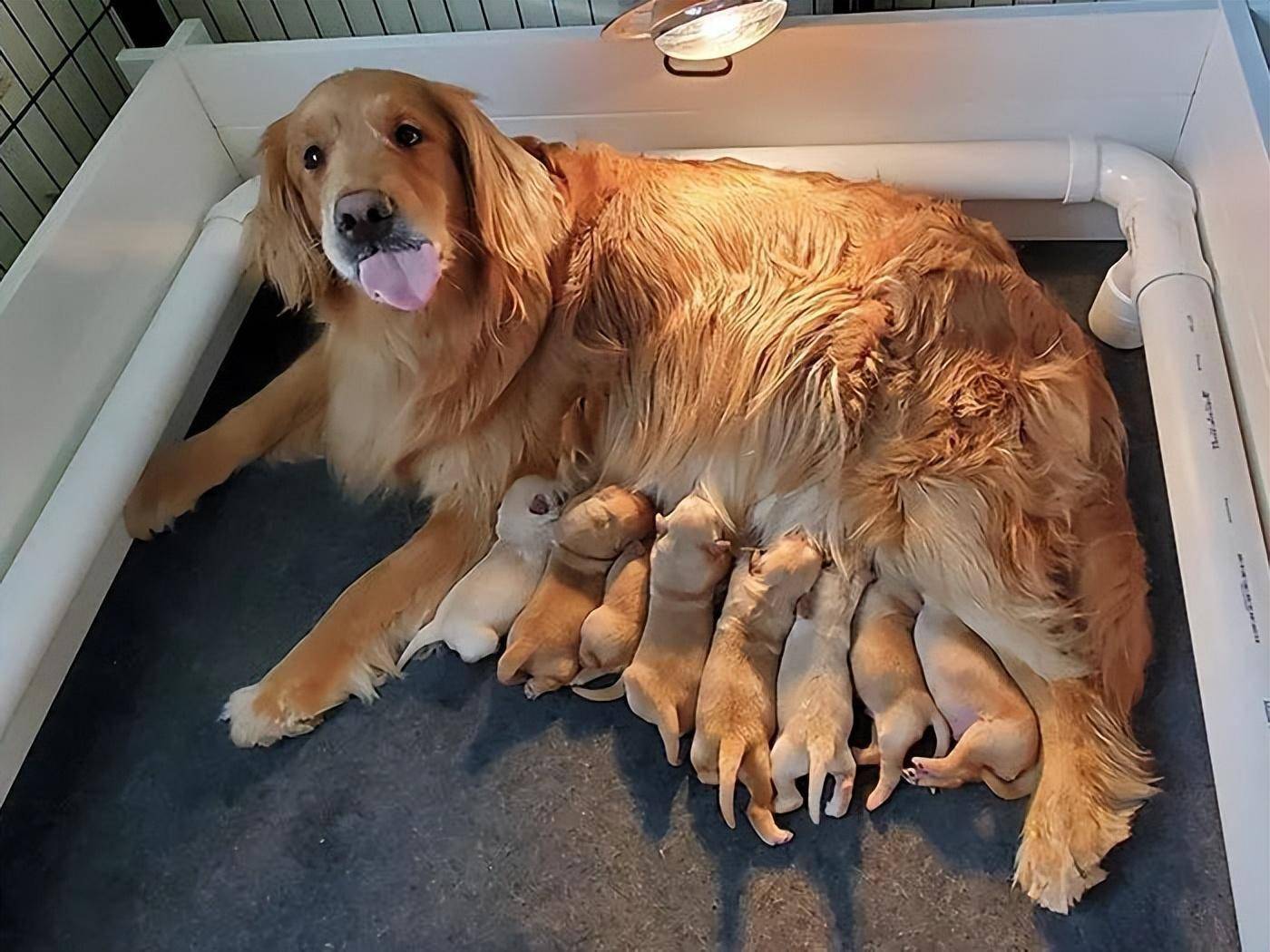 狗妈妈满脸骄傲的晒刚出生的宝宝,这也太可爱了吧!