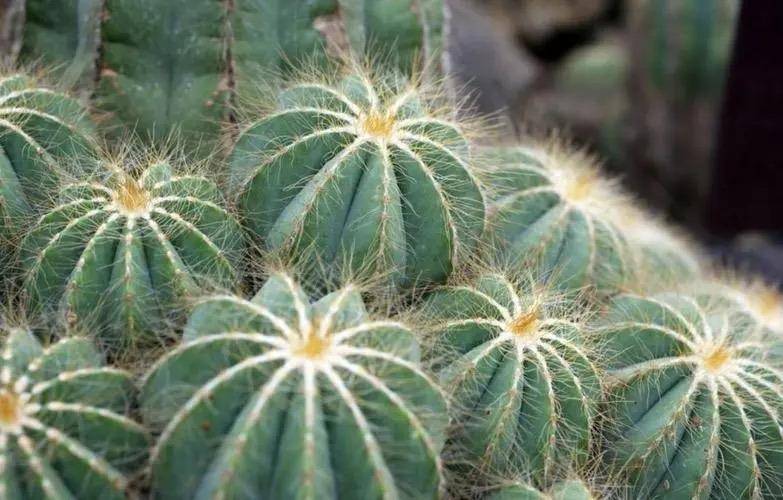 仙人球不用买,种子"撒花盆",长出"几十个",又胖又壮开花艳