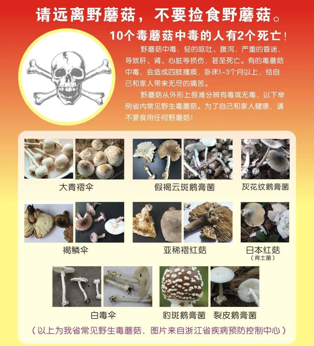 禁食野生蘑菇宣传图片图片