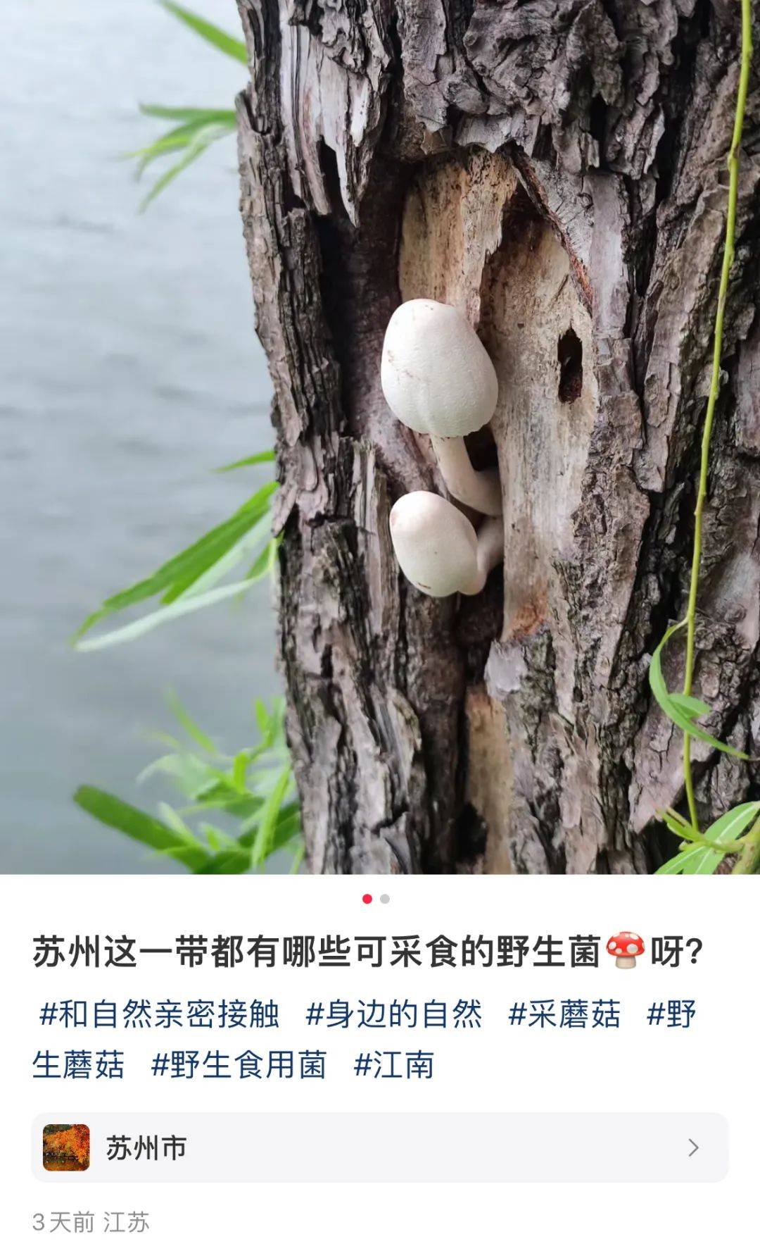 最近“疯狂冒头”!常熟多地已出现,不要采!不要吃!_毒素_医生_治疗