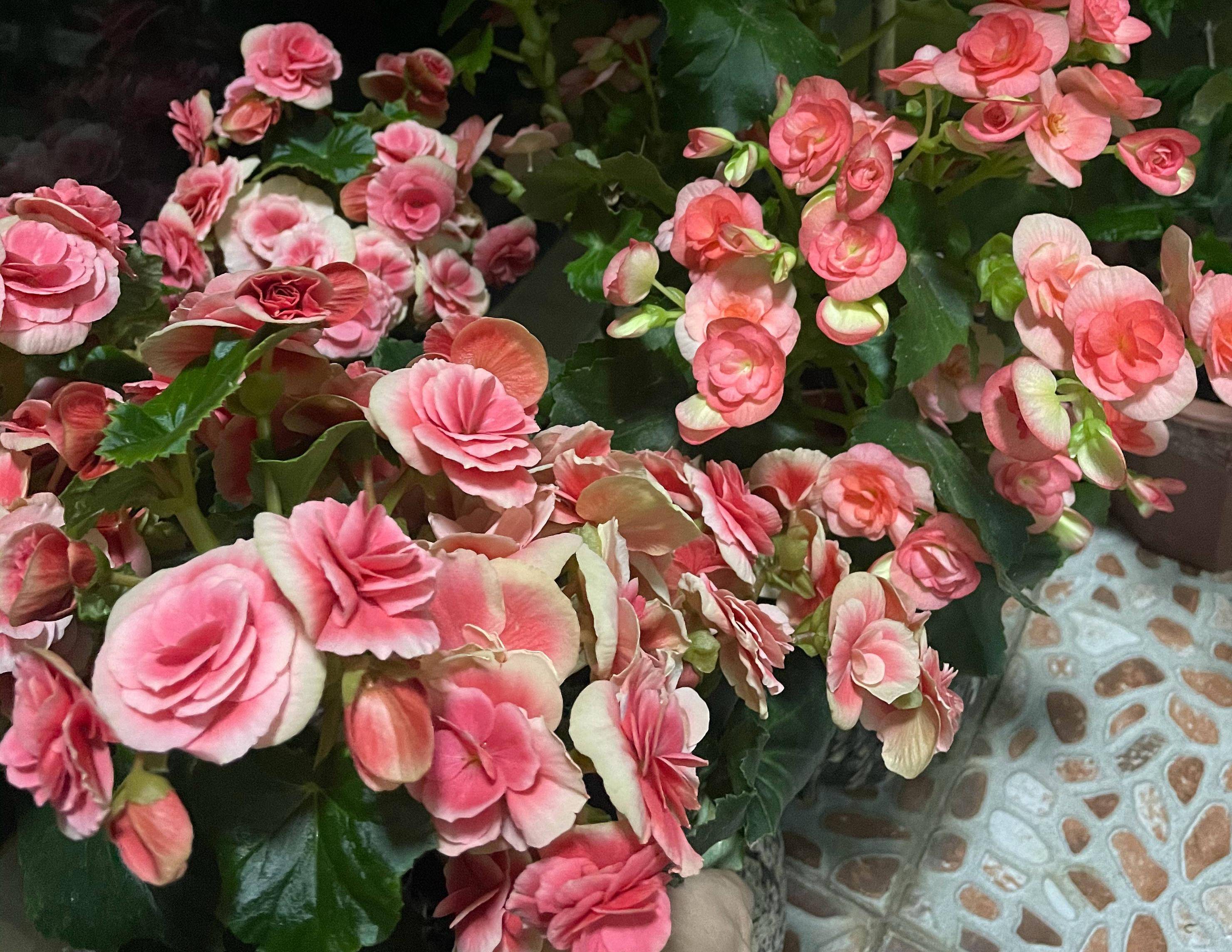 养丽格海棠,有3秘诀,花多色艳如玫瑰,花苞越来越多四季繁茂