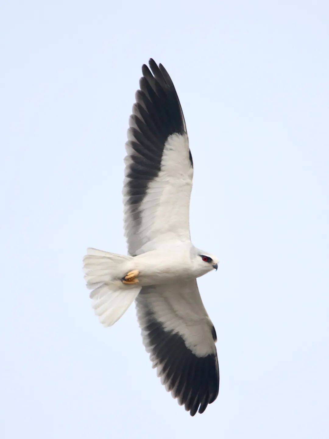 黑翅鸢:外表亮丽 快如闪电