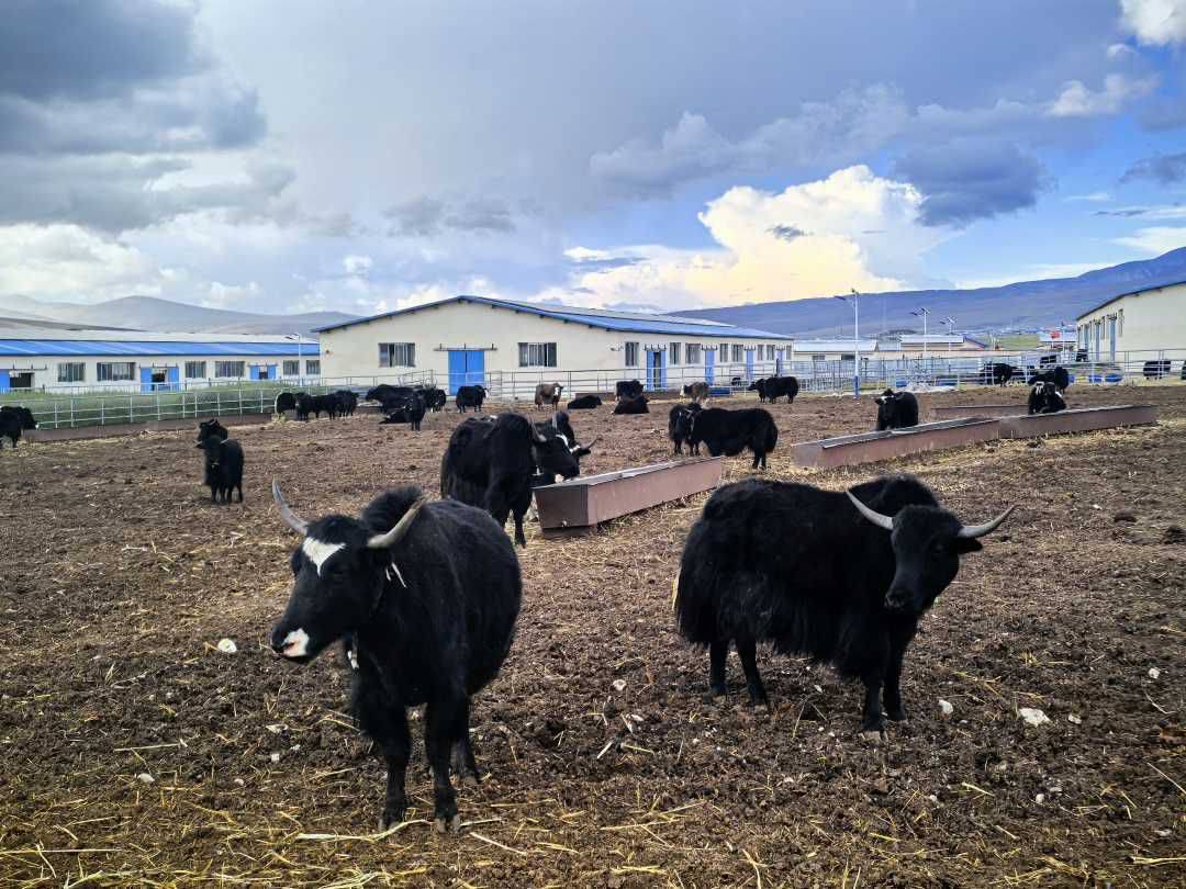 家畜养殖从入门到出栏：高原牛羊养殖的关键环节与实战经验