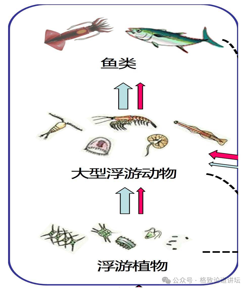 动植物种类名称大全图片