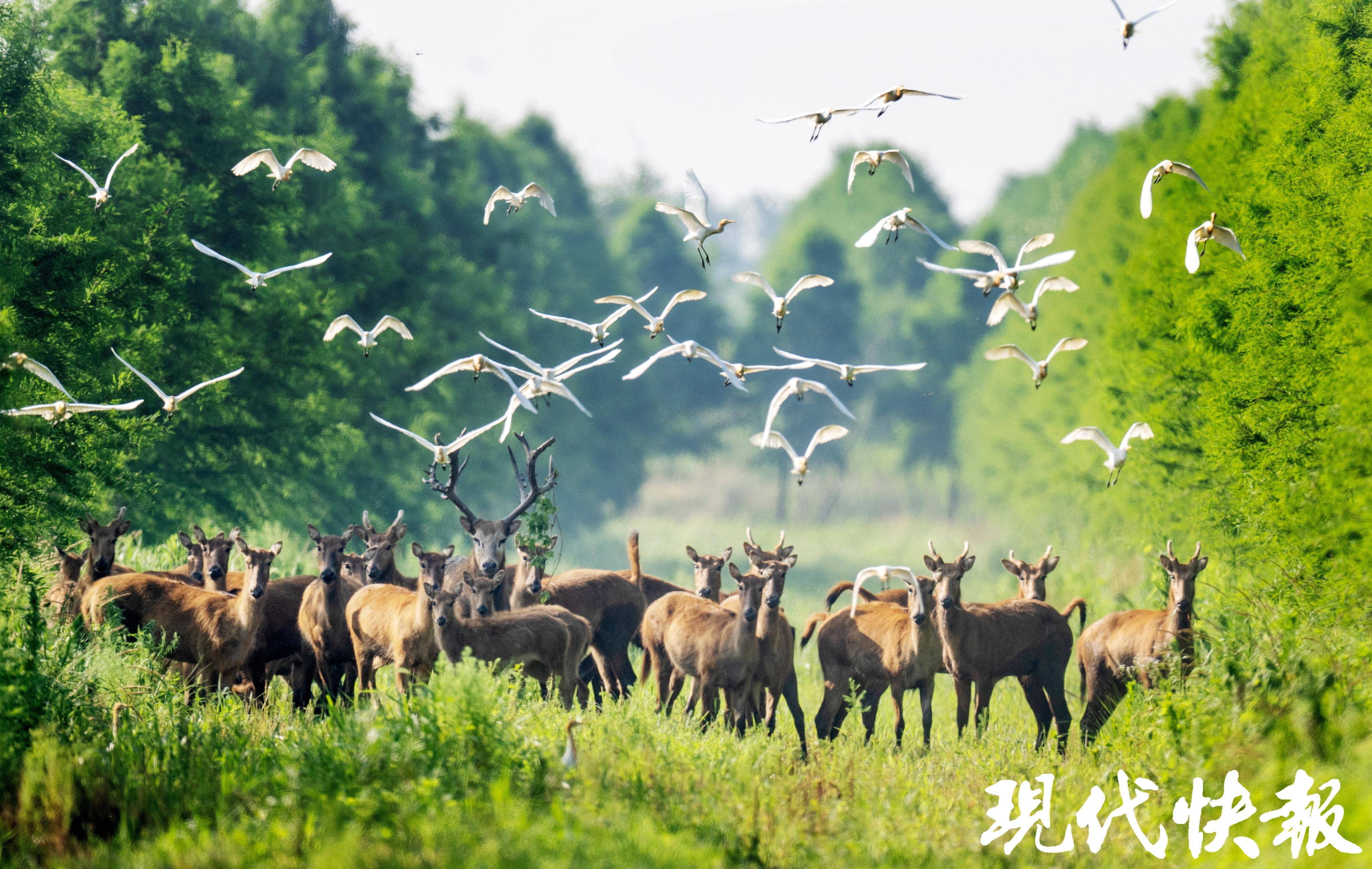 盐城湿地文化图片