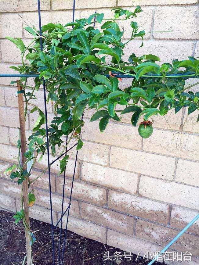 百香果吃完,果核留下来,种一棵在花盆里,开花好看果好吃!