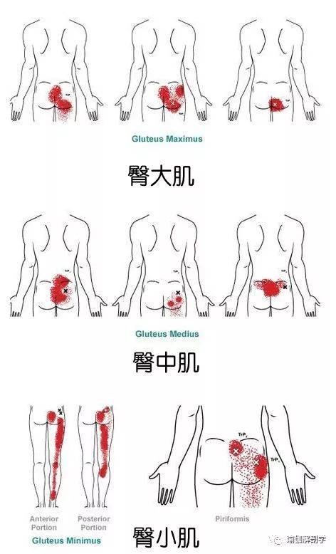 髋关节内收外展图解图片