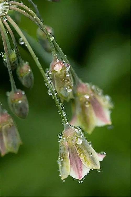 雨水打在花朵图片唯美图片