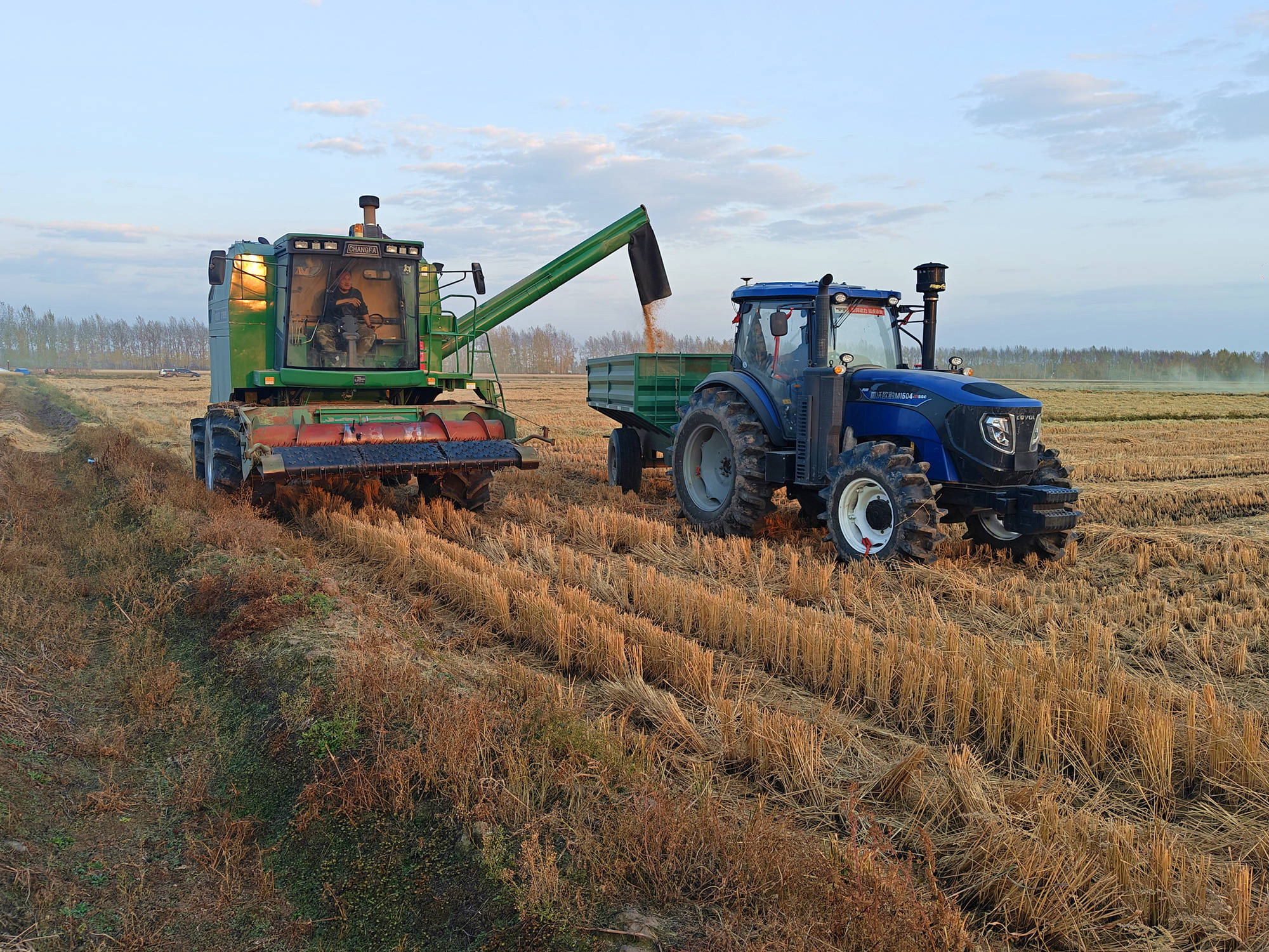 胜利农场有限公司:分段收割 减损提质保丰收