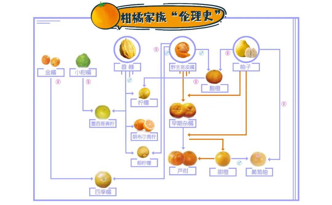 橙子和柚子杂交图片