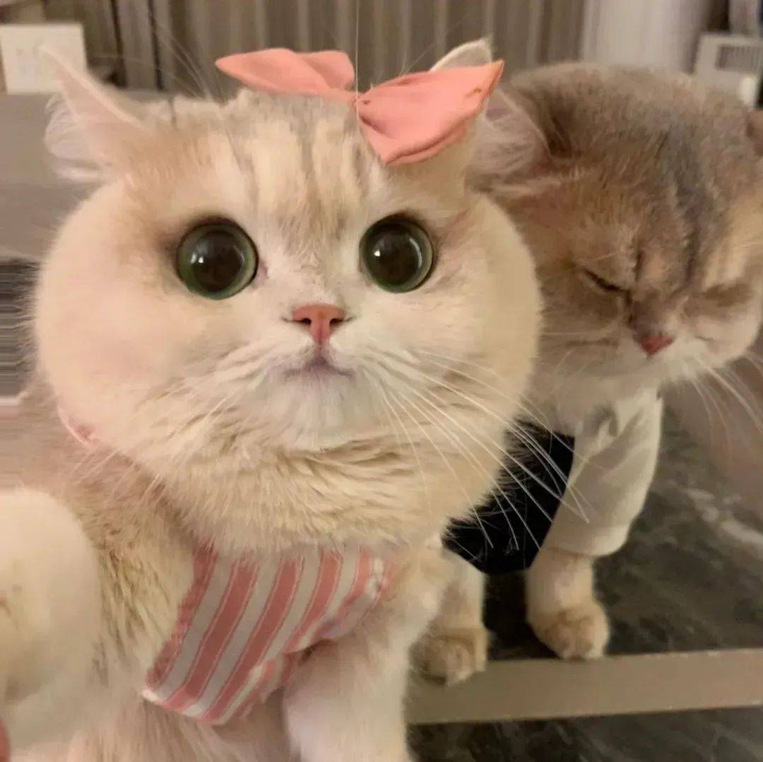 头像 | 谁能拒绝小猫情头 ֊·૩· ০០᠐ ​​​