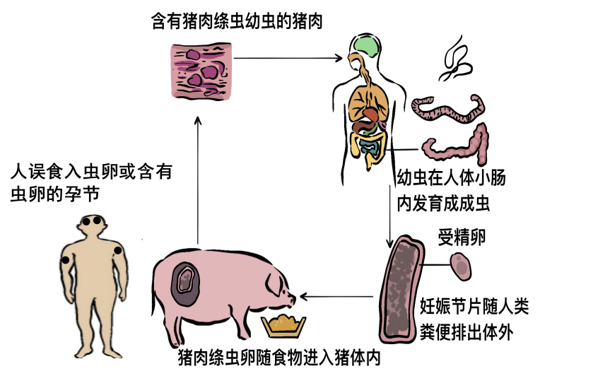 猪细颈囊尾蚴图片