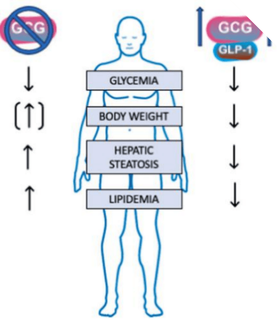 glycemia图片