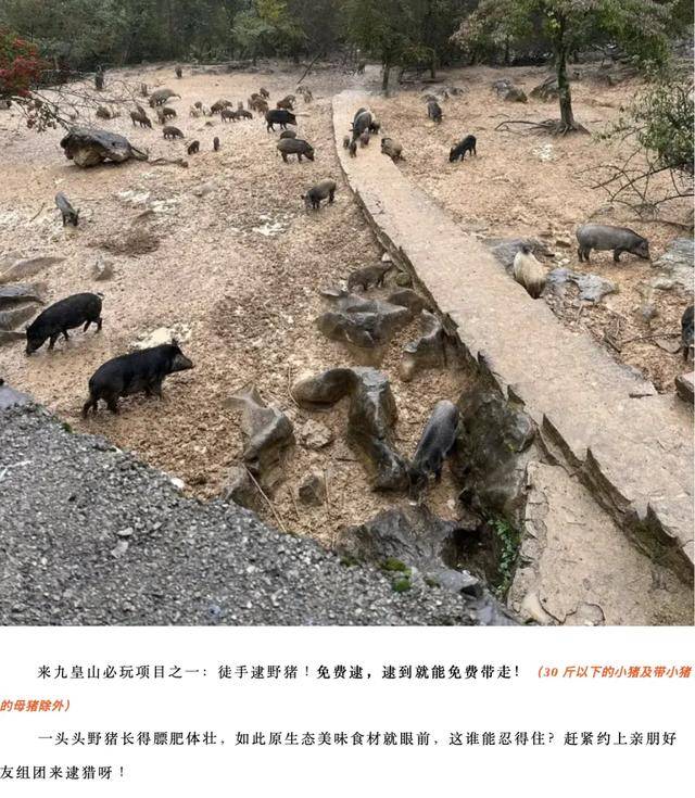 游客逮到野猪可以免费带走？景区回应：活动一直有，要徒手抓