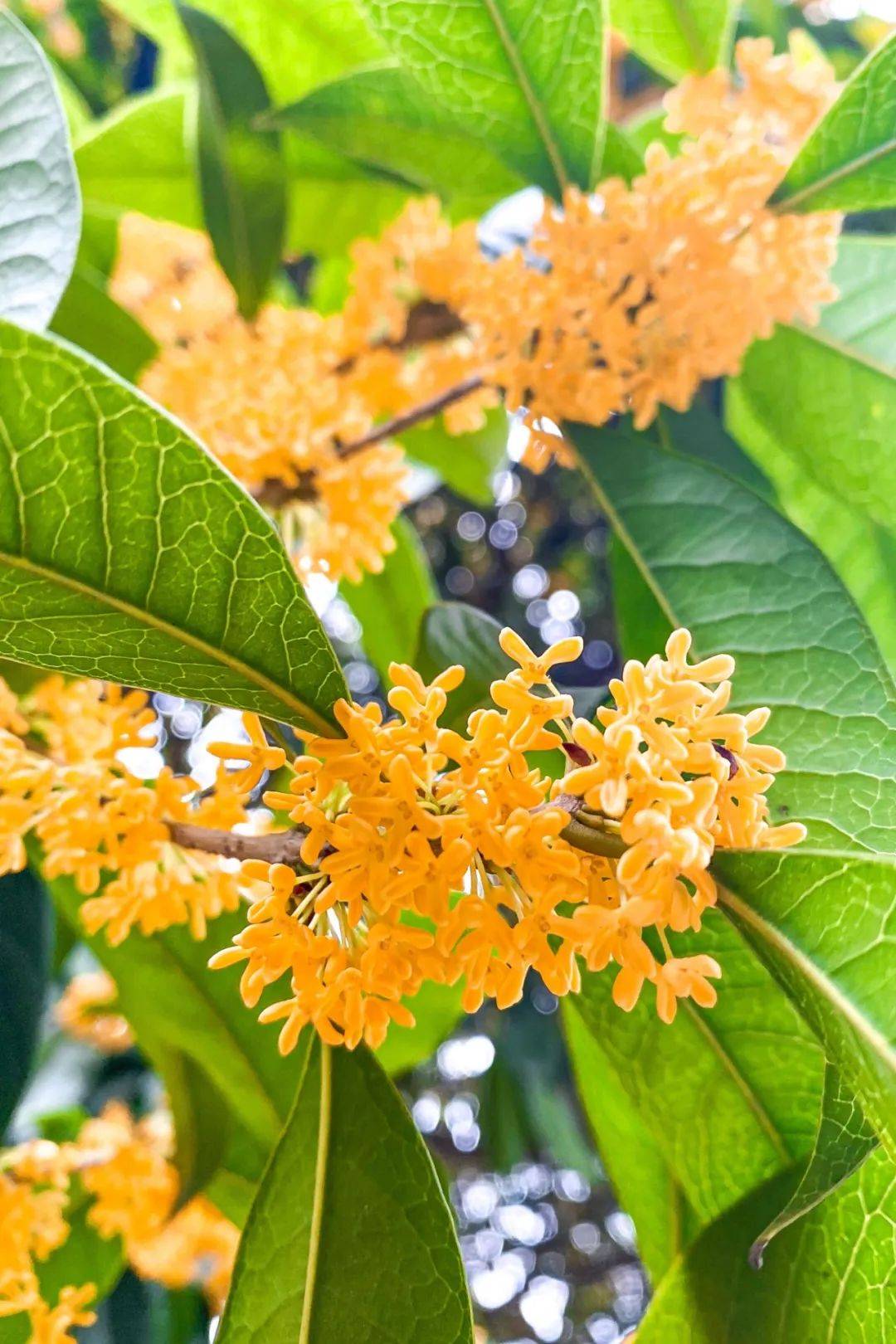 处不飞花 重阳桂花分外香 长沙文旅发布寻香赏桂线路_金桂_公园_丹桂