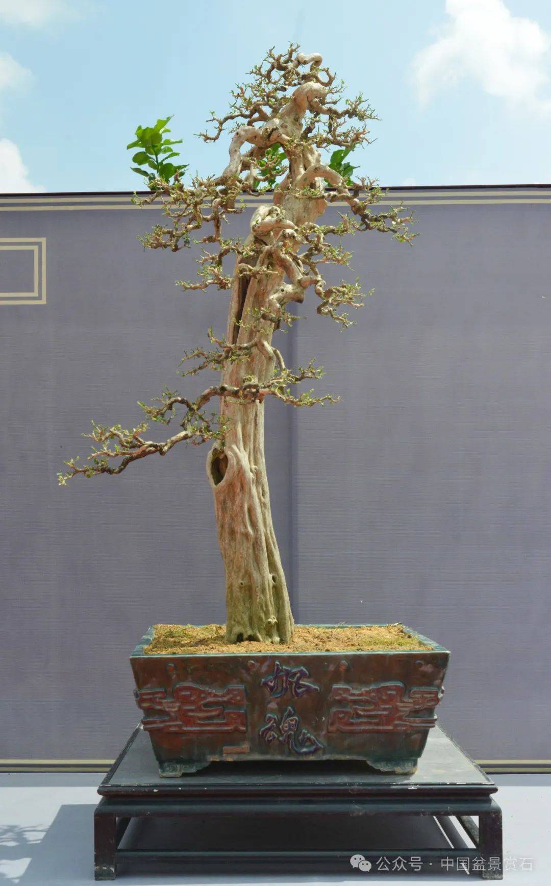 百年风华:纪念贺淦荪先生诞辰100周年暨第三届中国动势盆景展隆重开幕