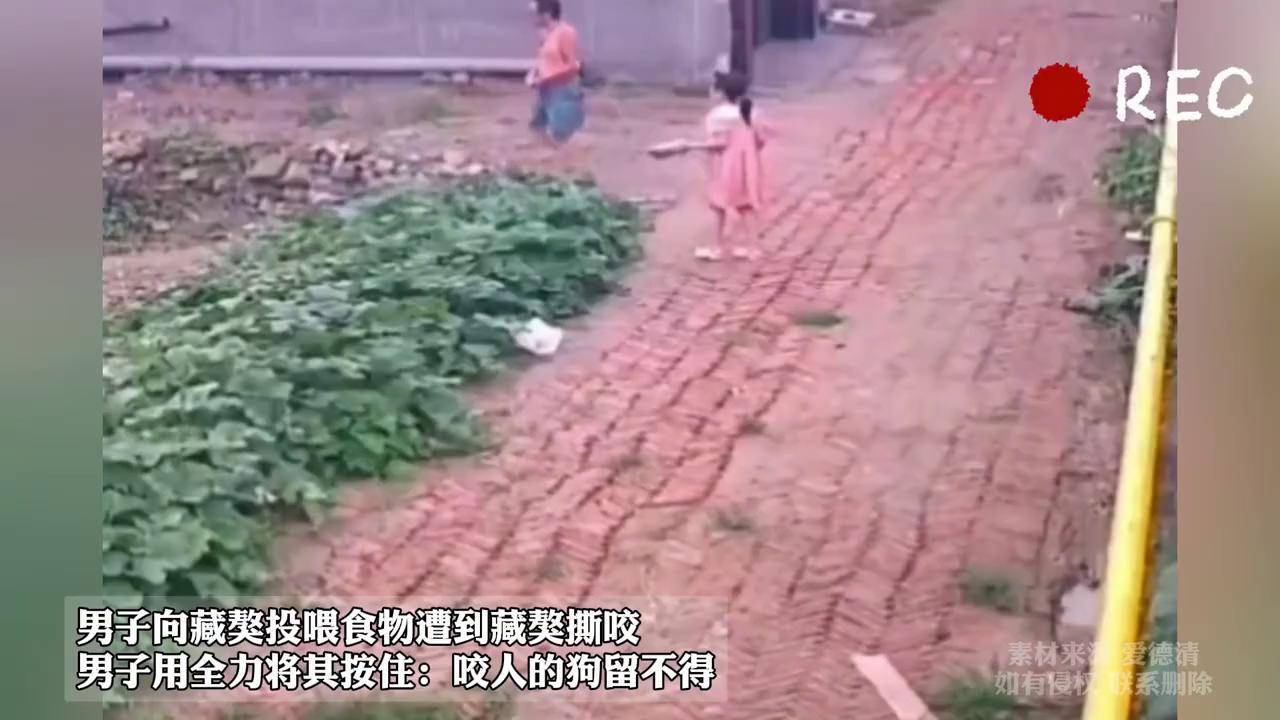 男子向藏獒投食物遭藏獒撕咬 男子用力将其按住:咬人的狗留不得