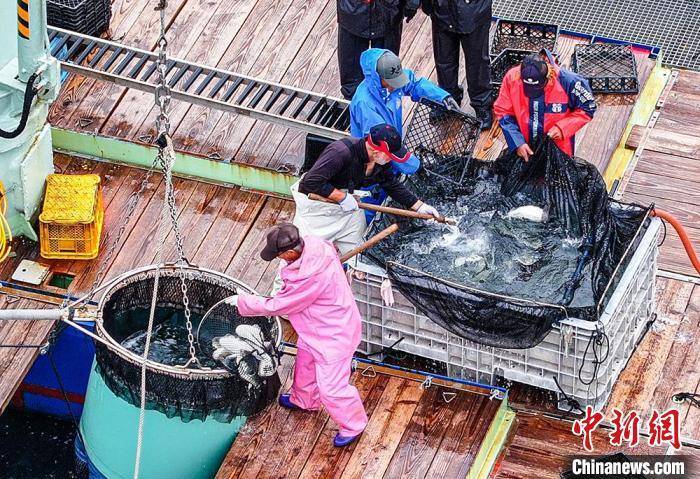 山东荣成2万余尾红鳍东方鲀"包船"出口日本