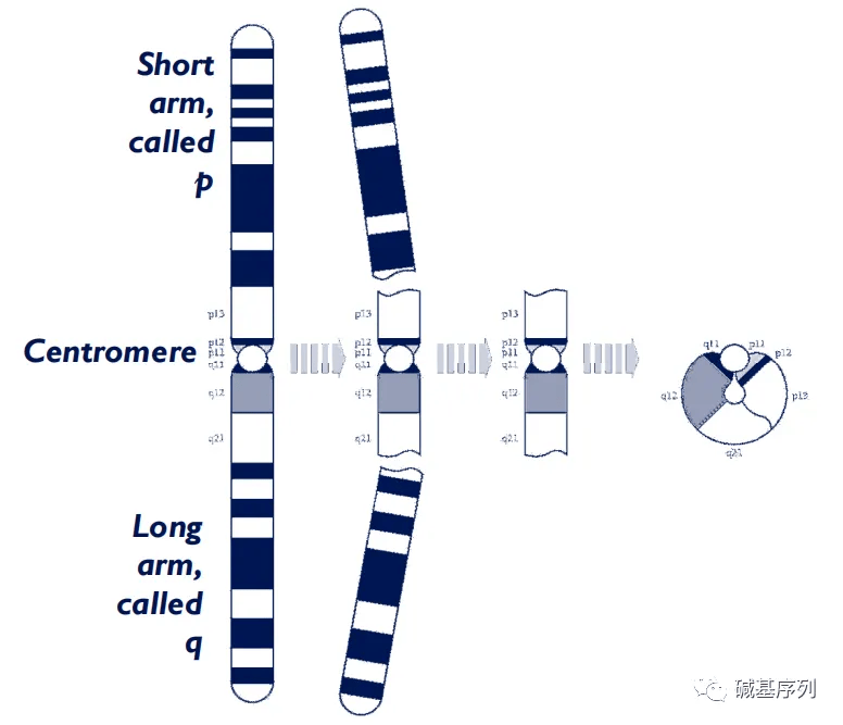一条染色体图解图片