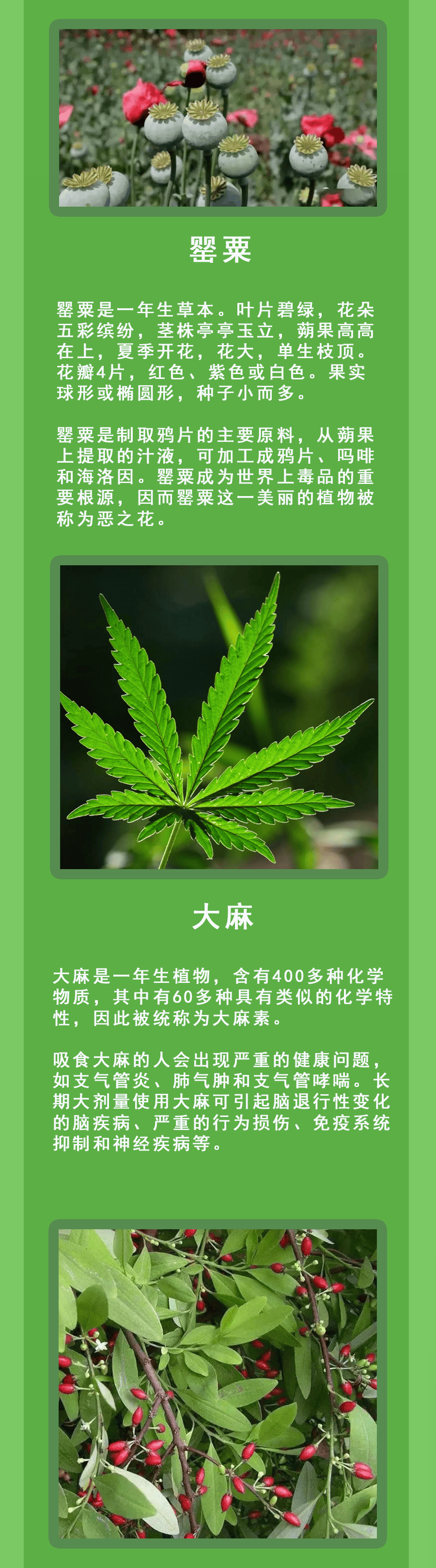 毒品名字大全图片