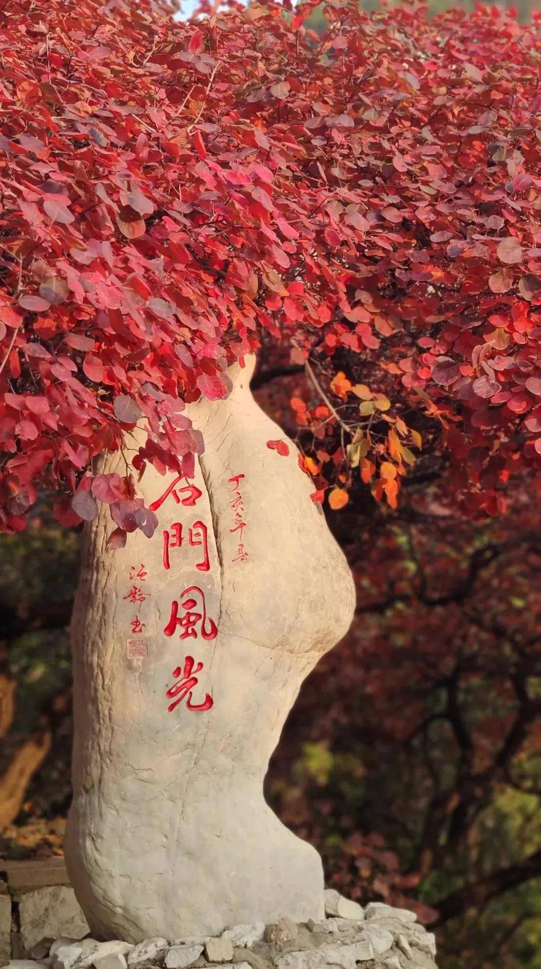 临朐红叶谷风景区门票图片