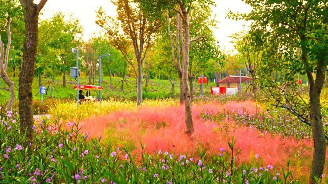 上海秋天爆火的粉色花海！阿勒泰般的美景免费打卡→