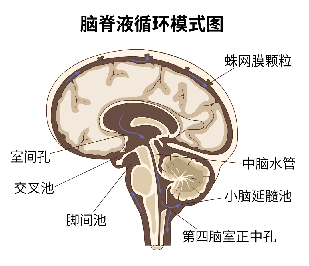 延髓位置图片