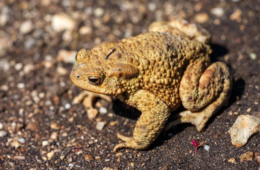 3人擅自吃癞蛤蟆！1人死亡，2人仍在抢救