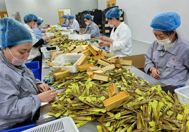 “养生文化+现代科技” 引领人参产业高质量发展 “养生文化+现代科技” 引领人参产业高质量发展