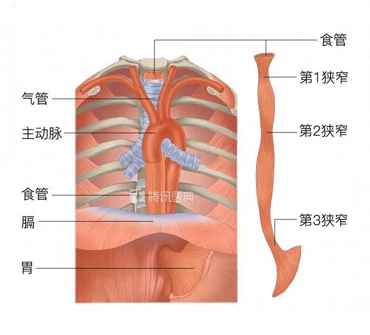 食道在哪个位置图片图片