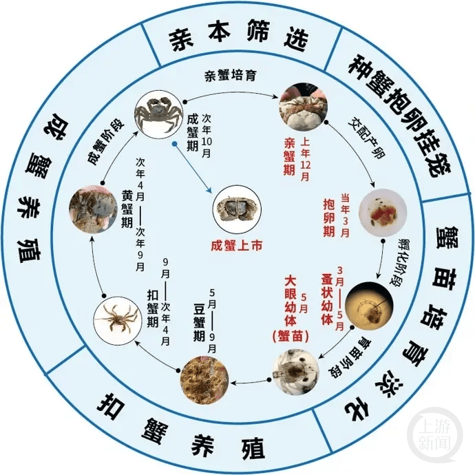 螃蟹从卵生长过程图图片