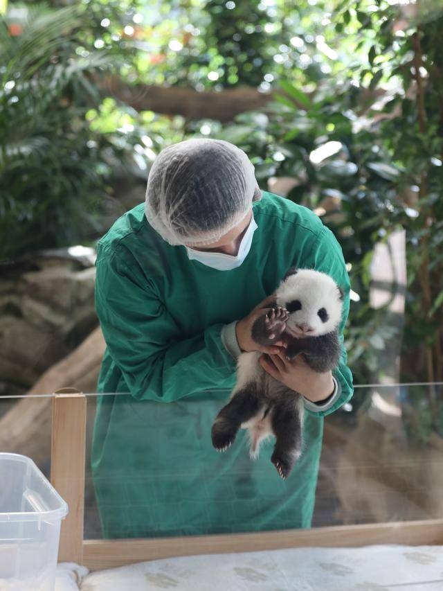 一周看天下丨德国新出生大熊猫双胞胎幼崽首次亮相