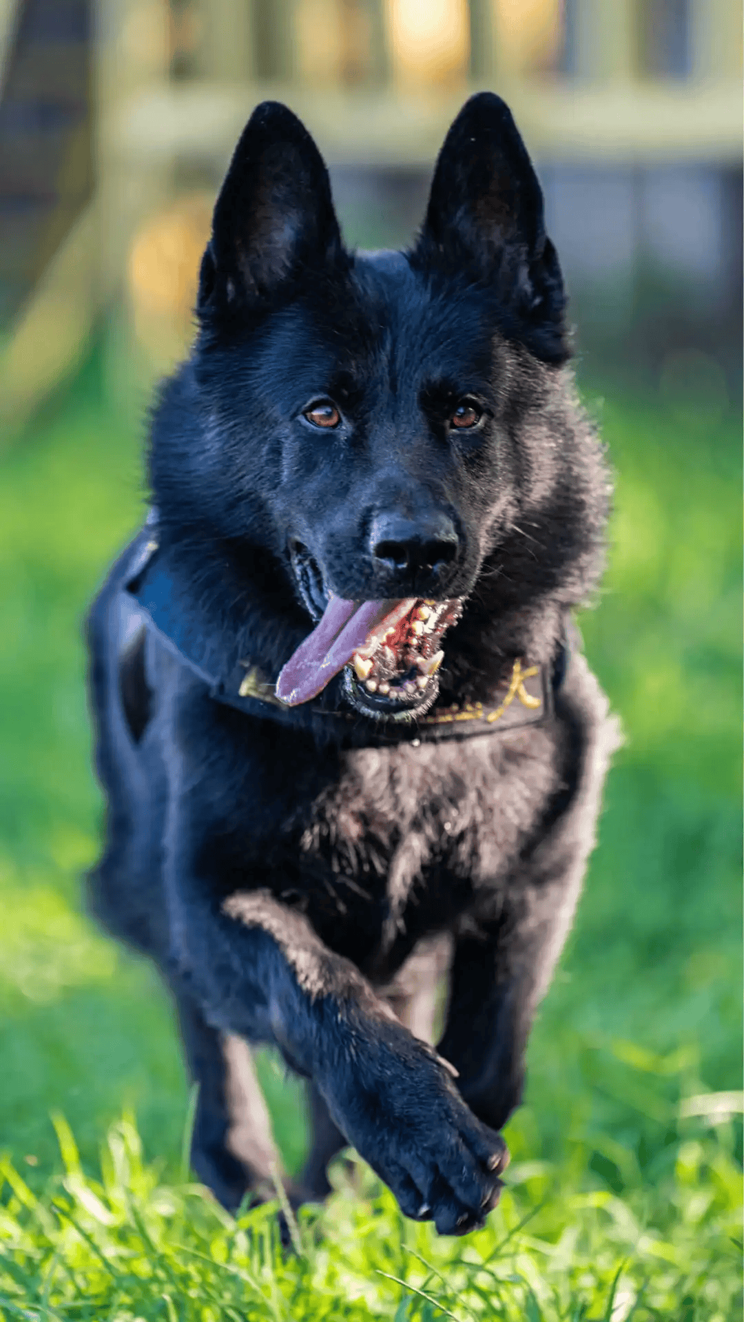 德牧警犬图片图片