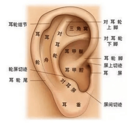 耳朵上的肝点位置图图片