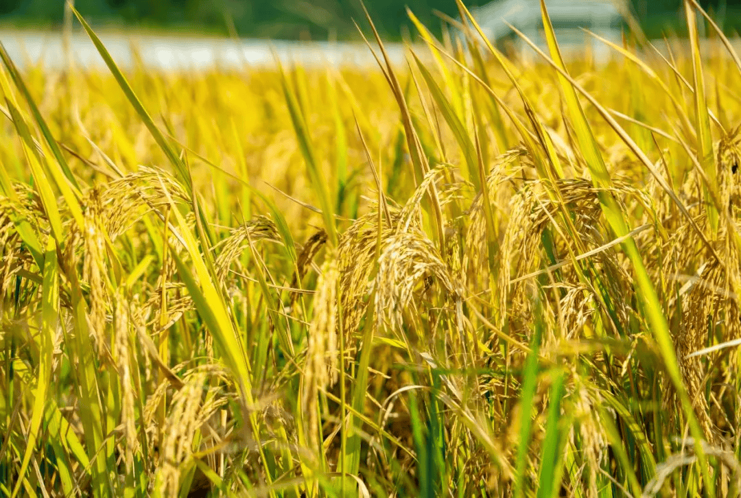 秋日乡野walk!南宁这些家门口的乡村金色稻田,你可别错过