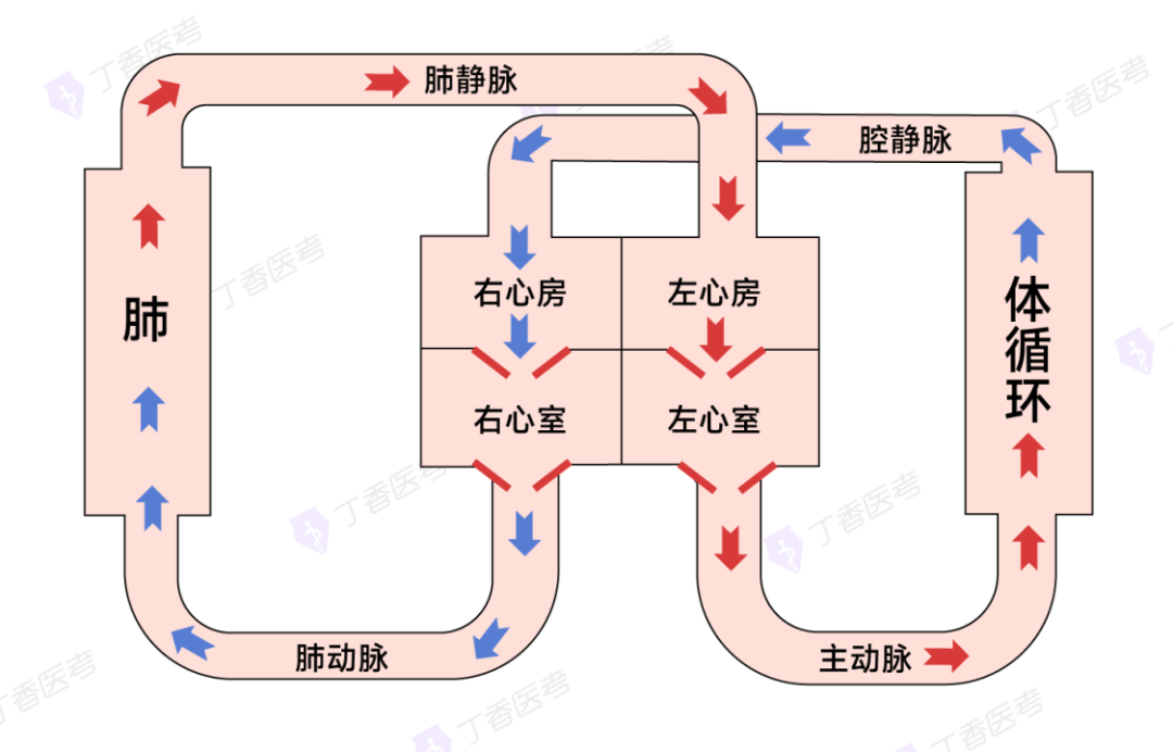 肺动脉瓣狭窄图片图片