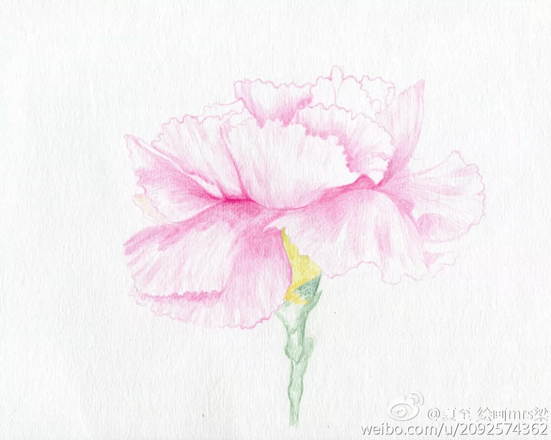 彩铅教程|画一朵美美的康乃馨