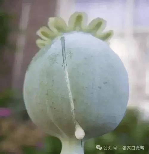 张家口75岁老人种毒品._郭某_种植_罂粟