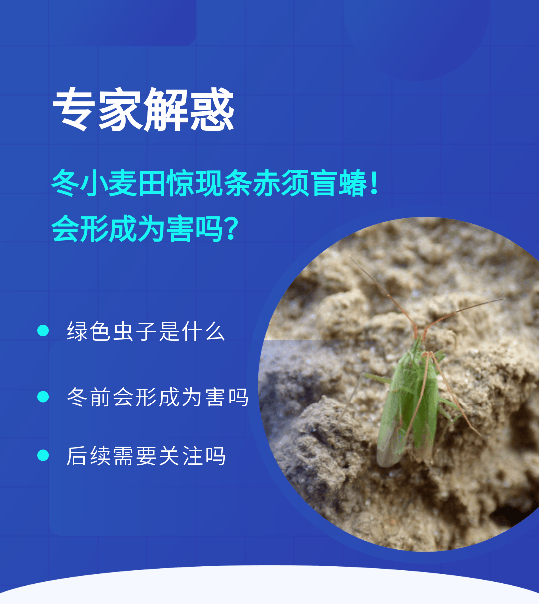 冬小麦田惊现条赤须盲蝽,会形成为害吗?听专家来解惑