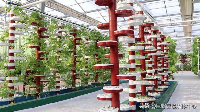 巨野：推广无土栽培技术 助力农业增产增收
