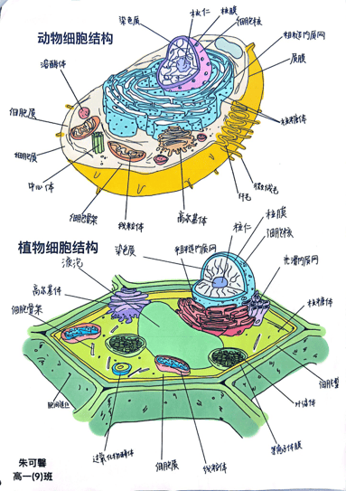 动物细胞分化示意图图片