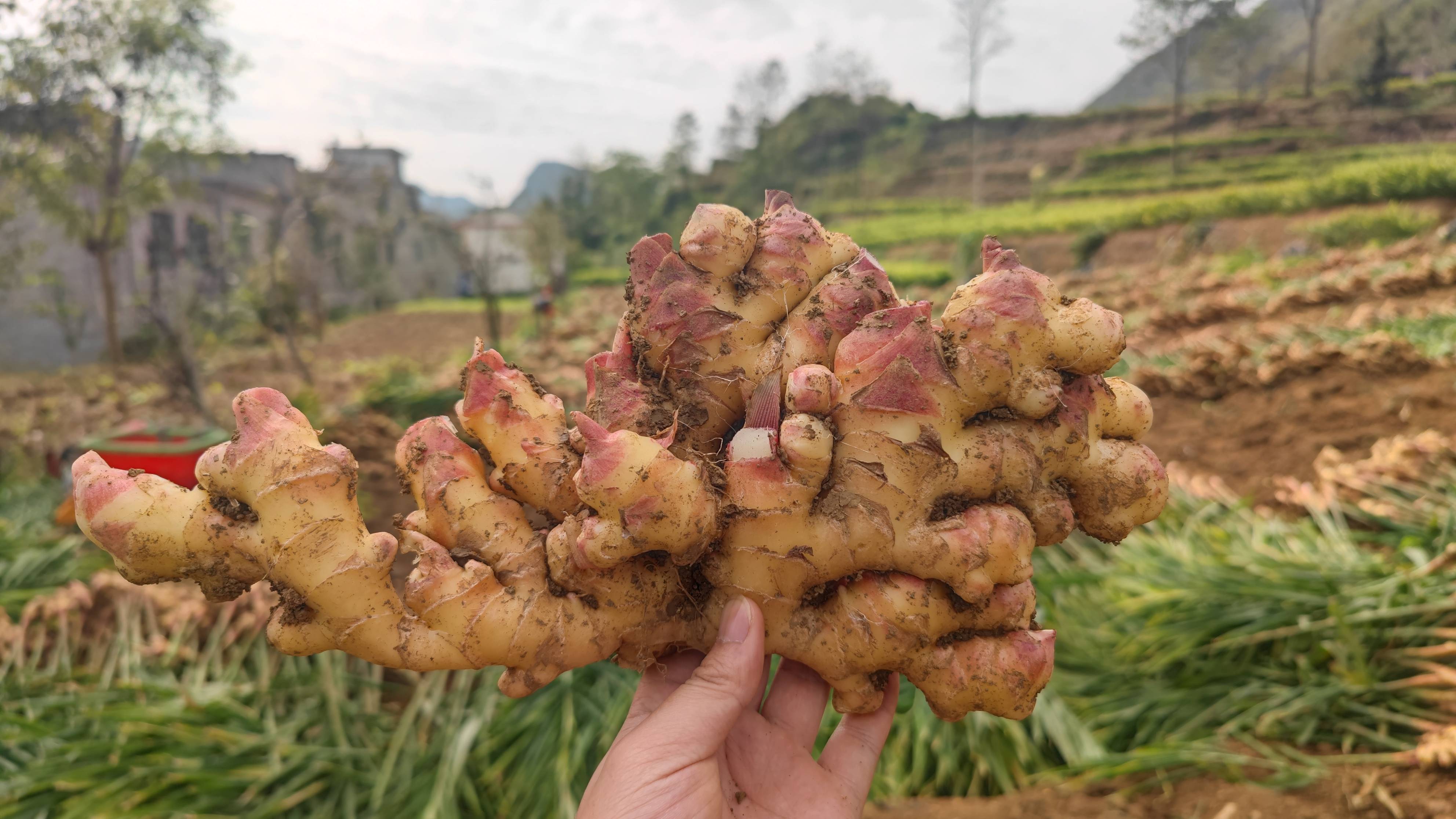 贵州织金:生姜喜获丰收