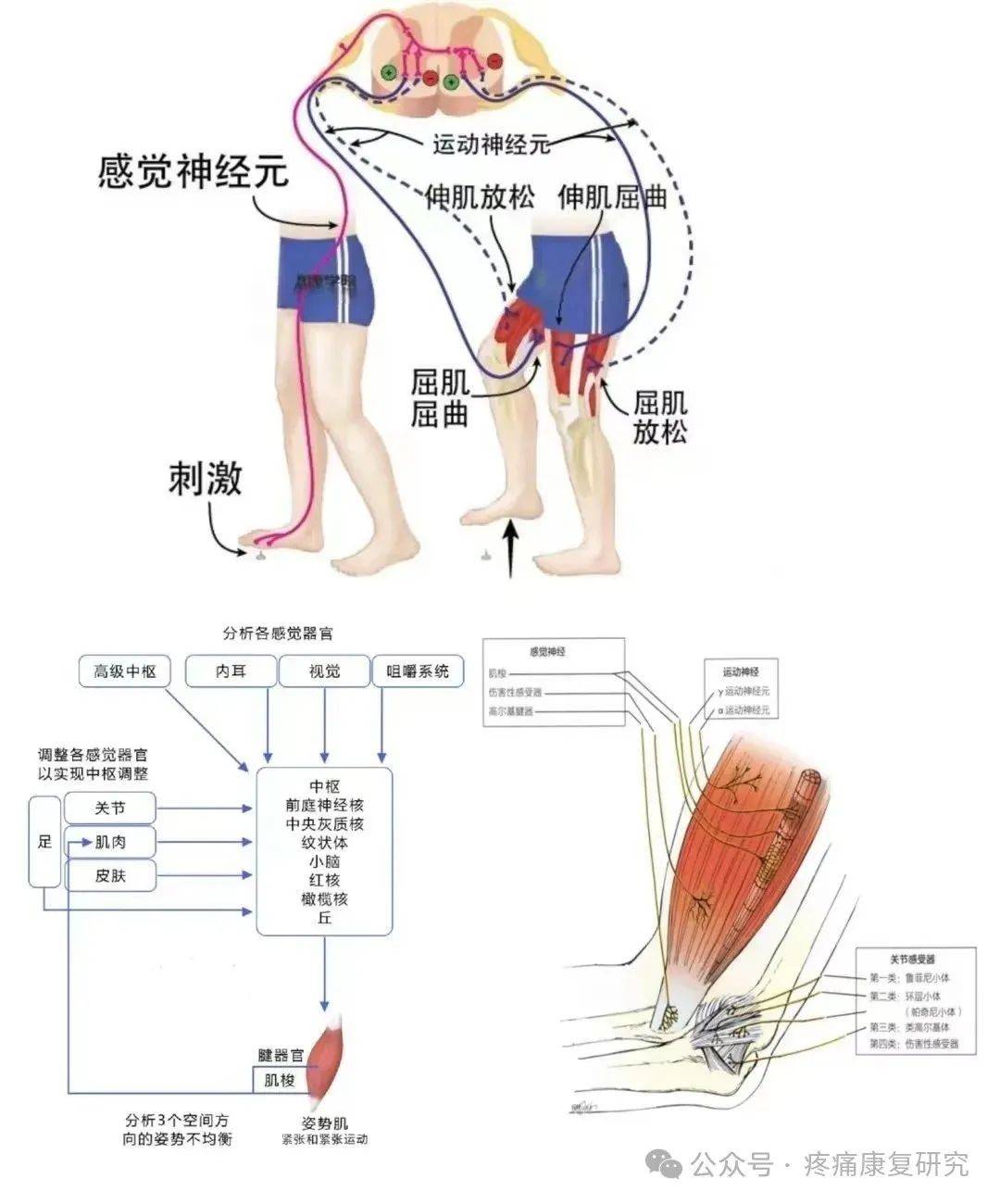 神经反射学与筋膜的关系